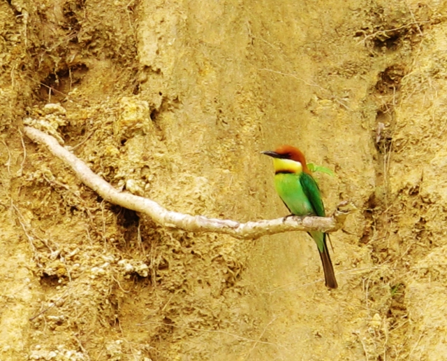 Chestnut-headed Bee-eater near its nest site along the Ella railway line.