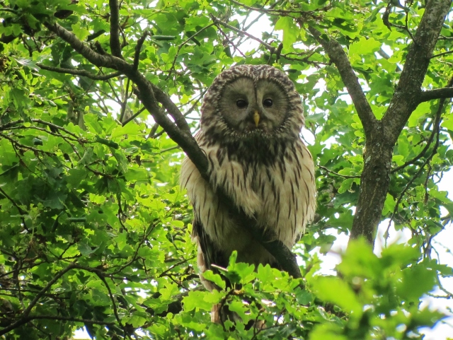 Ural Owl, Zemplen Hills, Hungary, May 15th.