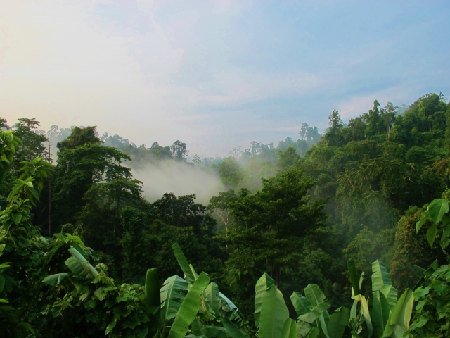 Early morning views across the rainforest canopy at Krung Ching.