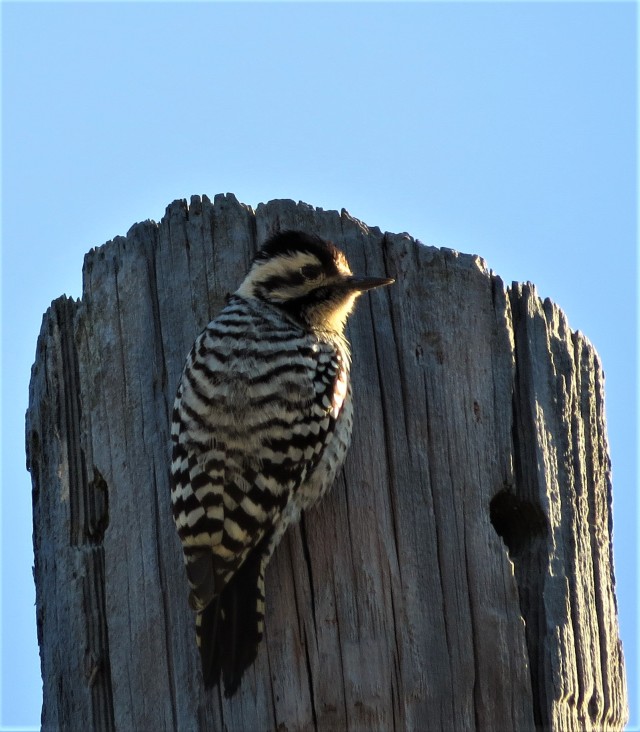 ladder-backed-woodpecker1